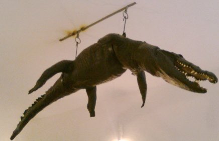 Apparently in Palermo(not a church), in the district of its famous market(according to an article) they have a hanging crocodile that is a well known tourist attraction.And it seems there a church and ceiling crocodiles all over Italy and I want to see them all one day now.