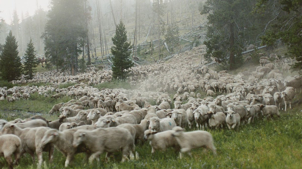 nwfilmforum's tweet photo. SWEETGRASS [Online] opens TODAY! New digital restoration: https://t.co/y2pj71VkkP

An unsentimental elegy to the American West, Sweetgrass follows the last modern-day cowboys to lead their flocks of sheep up in Montana.

#seattlefilm #seattlefilms @sweetgrassfilm @sweetgrassmovie https://t.co/492KNpky2g