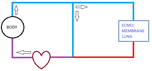 The  pumps purple (imperfectly oxygenated) blood to the body. The body extracts the O2 it needs, and now the blood is blue/venous. *Some* blue/venous blood diverts to ECMO and gets fully oxygenated/red (100%!), then mixes w/the non-diverted blue blood, creating our purple blood