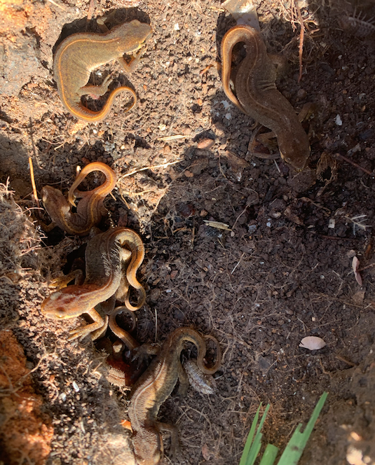 st_sidwells's tweet photo. We have been working with @ExeterMosque on their garden, where we found this amazing family of smooth newts. https://t.co/jWD4SjL7PB