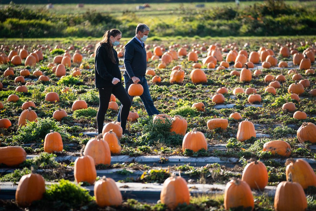 My fields of expertise: doctorin', lawyerin', pumpkin