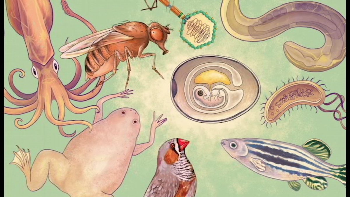 Do you want to know who are all these handsome critters we're telling about in the 'Model organisms' #Calendar? Check out the full list at our #crowdfunding page 
planeta.ru/campaigns/best…