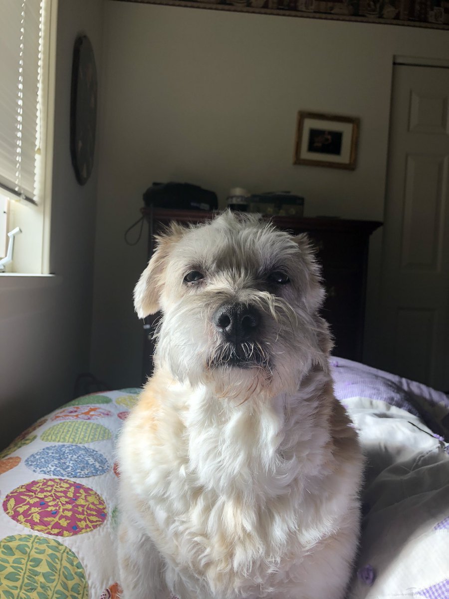 SassyNerdMT's tweet photo. @Shelly_A_Clark @tobinaddington @boblambert90 @Kmagura @nik_bowen How did I miss #FreshSliceFriday last week?! Sorry team! Toots is very disappointed in me. https://t.co/27bphtmUzw