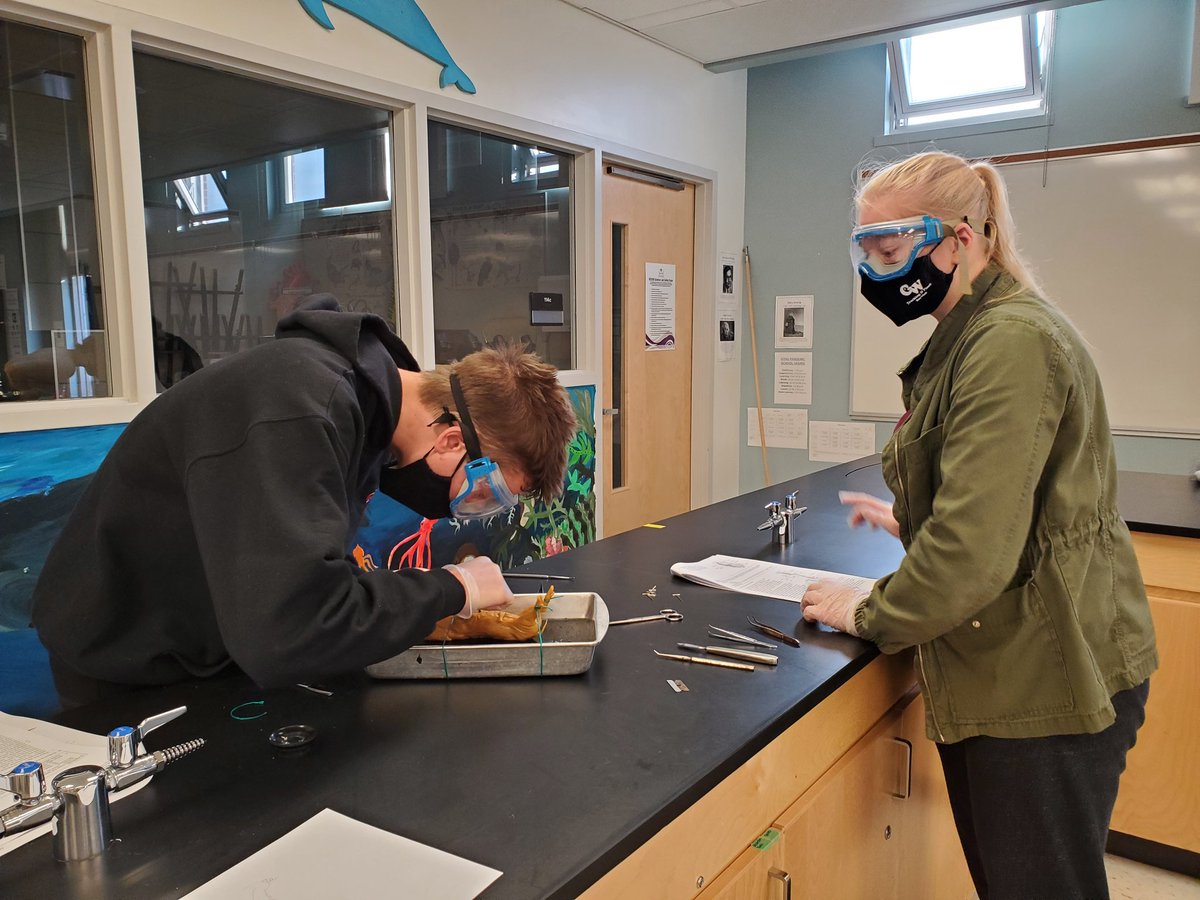 MrsBancej's tweet image. Cohort A got their chance to do the dissection today!  Fun was had by all.  @MrsBancej @OCDSB @OTHSPANTHERS #sbi3c #bodysystem #biologyfun
