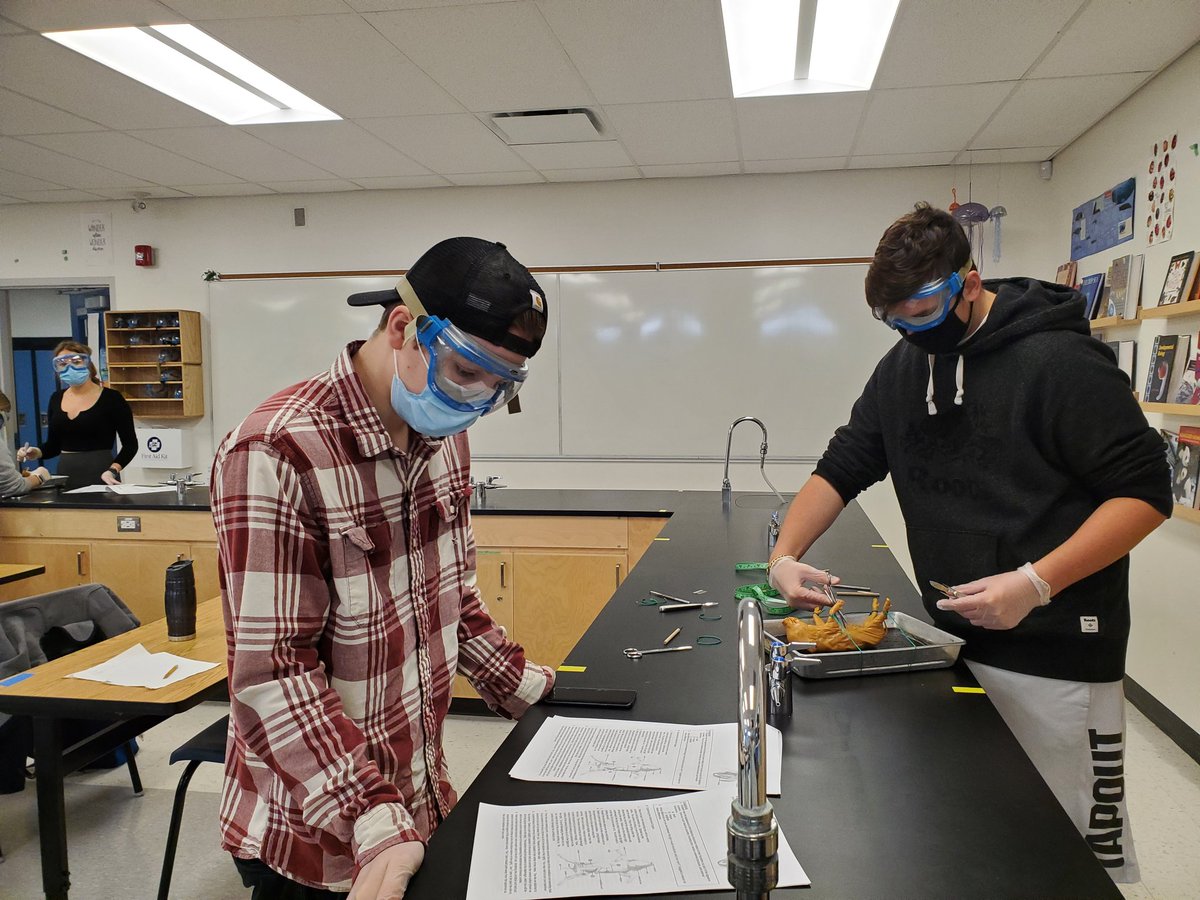 MrsBancej's tweet image. Cohort A got their chance to do the dissection today!  Fun was had by all.  @MrsBancej @OCDSB @OTHSPANTHERS #sbi3c #bodysystem #biologyfun