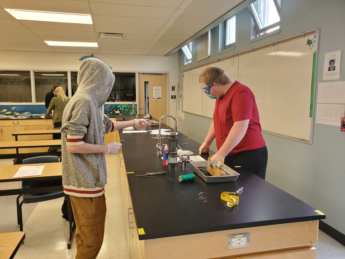 MrsBancej's tweet image. Cohort A got their chance to do the dissection today!  Fun was had by all.  @MrsBancej @OCDSB @OTHSPANTHERS #sbi3c #bodysystem #biologyfun