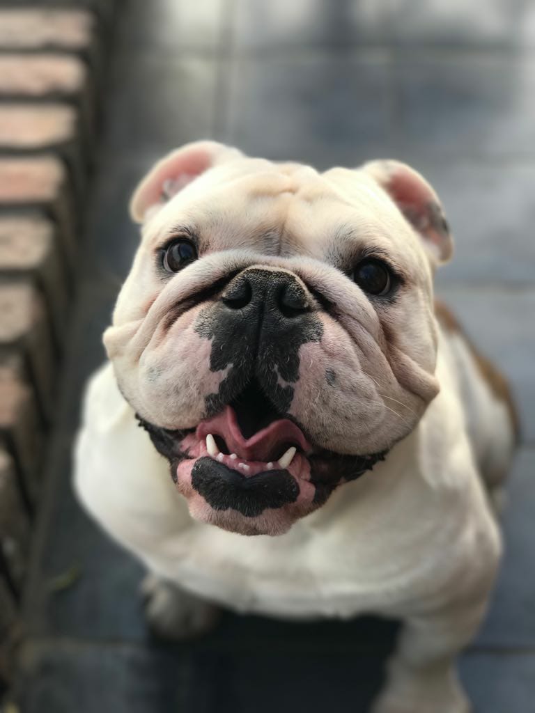 lab_aec's tweet photo. Happy Friday Everyone! This Friday's AEC Resource &amp; AEC LAB' pet of the week is María Belén Poggio Larrauri's dog, Milo!

#lifeasadog
#DogsofBIM
#tgifriday https://t.co/8MQ6a0y9O7