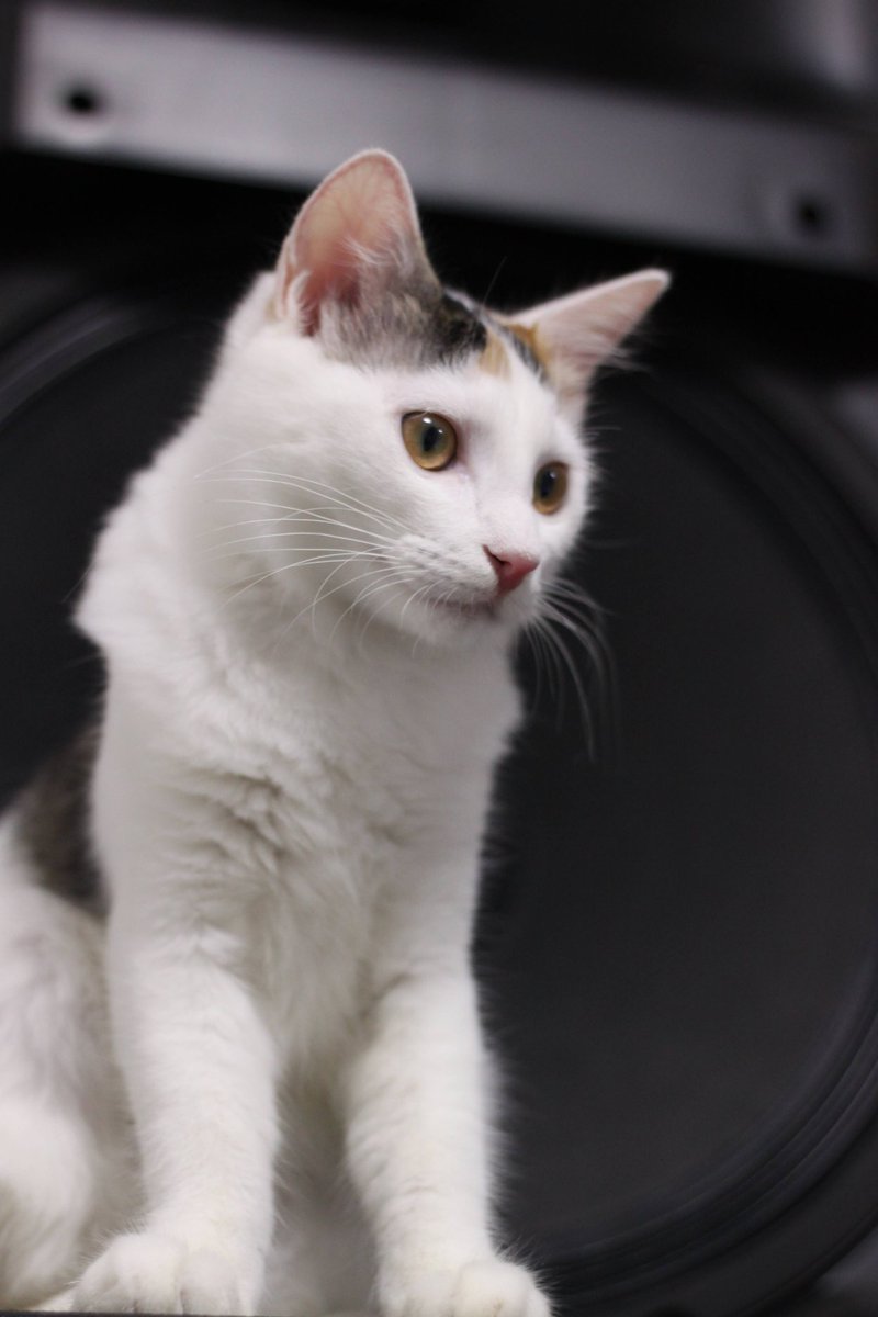 99以上 三毛猫 壁紙 Hd壁紙の背景