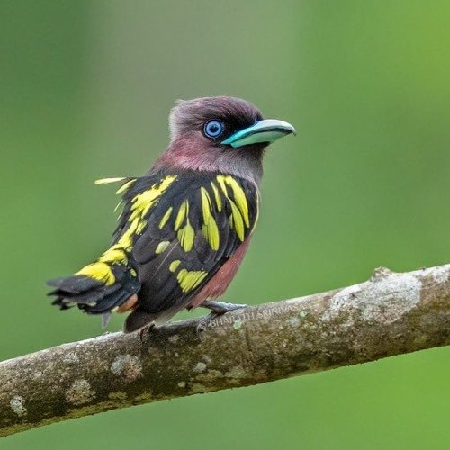 DarwinWayneDar's tweet image. 🦜Banded Broadbill 💚
#veganfortheanimals 
#savebirds 
#saveinsects 🐞🦋🦟🦗🕷🐝
#savetheplanet 🌎🌏🌍