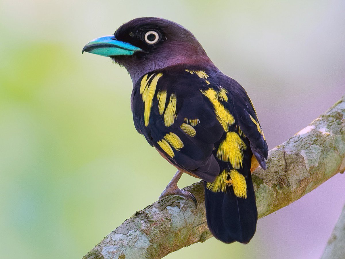 DarwinWayneDar's tweet image. 🦜Banded Broadbill 💚
#veganfortheanimals 
#savebirds 
#saveinsects 🐞🦋🦟🦗🕷🐝
#savetheplanet 🌎🌏🌍