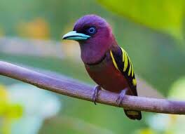 DarwinWayneDar's tweet image. 🦜Banded Broadbill 💚
#veganfortheanimals 
#savebirds 
#saveinsects 🐞🦋🦟🦗🕷🐝
#savetheplanet 🌎🌏🌍