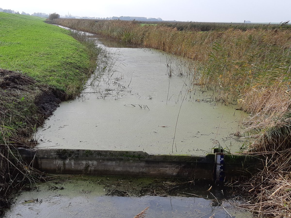 Johvsinderen's tweet photo. Ons eigen verhoogd #waterpeil van 30 cm t.o.v. #polderpeil op 12 hectare met simpele #kunstwerken (beton stuw overstort) en mooie #rietsloten met #dobben. Niet omdat het moet, maar omdat het kan🍀🌼🐝👌😉 www.ecolana #natuurinclusief @waadrane @LivingLabFrl @RegiodealNIL @minlnv https://t.co/SXTOBRrrmc
