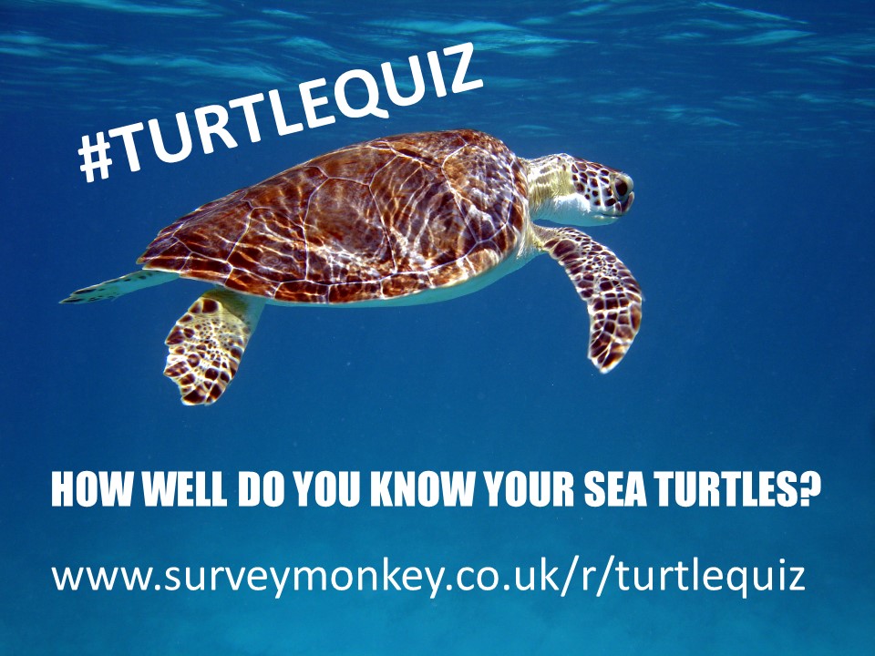 BviArk's tweet photo. Want to see just how much you really know about BVI turtles? Take this fun, short quiz! https://t.co/TQ8I0fFFyK
#turtlequiz https://t.co/RACWpCAD9I