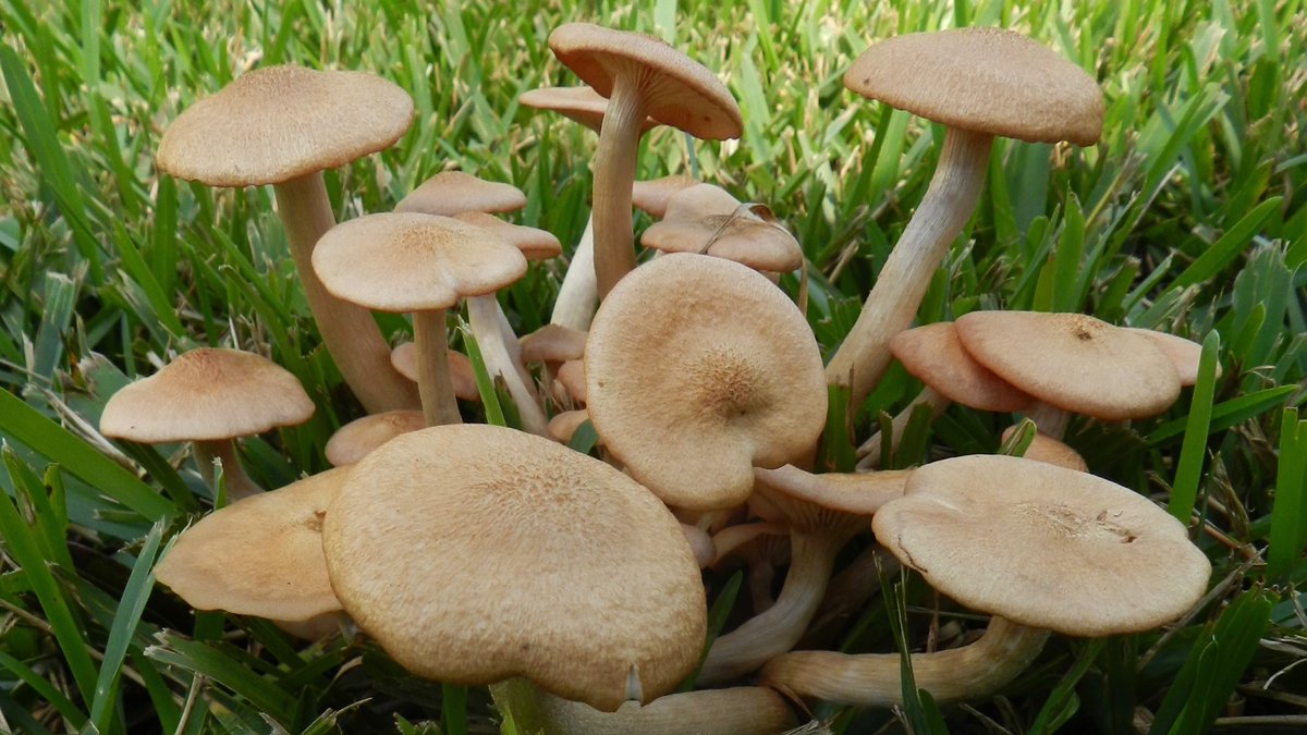 neocurio1's tweet photo. sHROOMS IN THE FRONT YARD #mushrooms #fungi #inthefrontyard #neocurio https://t.co/AqWeutE6w5