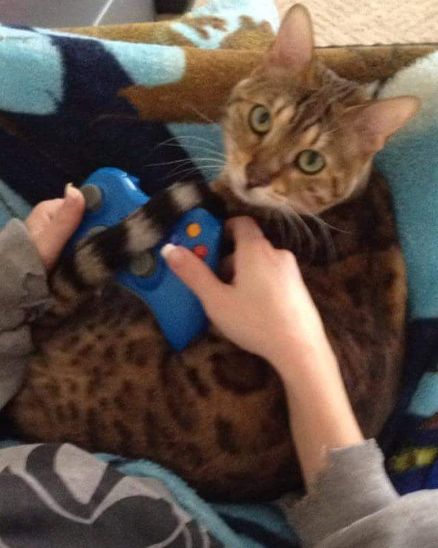 CatsOfMicrosoft's tweet image. You play, I play.
#CatsOfMicrosoft