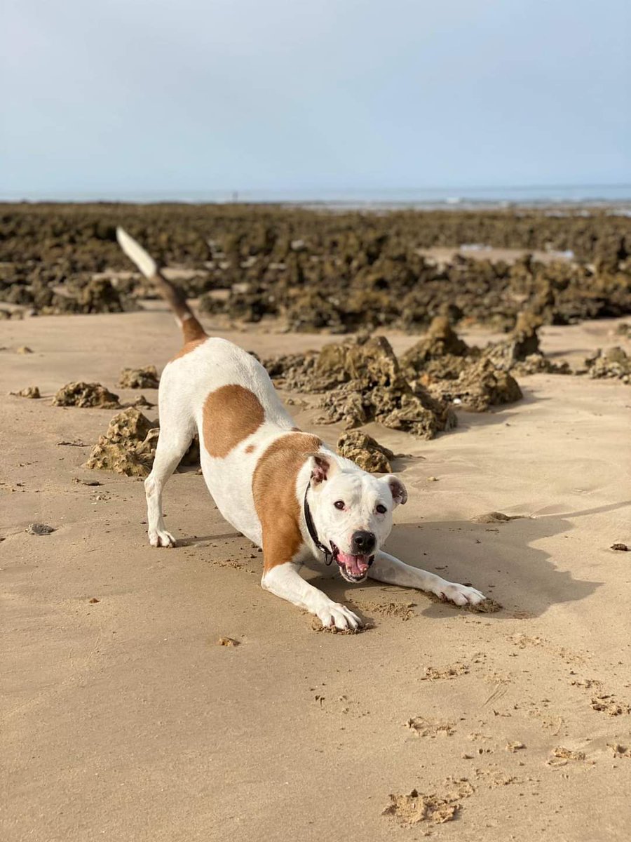 Casi tres años viviendo entre rejas . Se dice pronto, pero son más de 1.000 días (y sus noches), condenado siendo inocente. Él es Diciembre, uno de los perros más buenos, equilibrados, maduros, sociables y vitales.¿Sois capaces de darme una explicación a su invisibilidad?