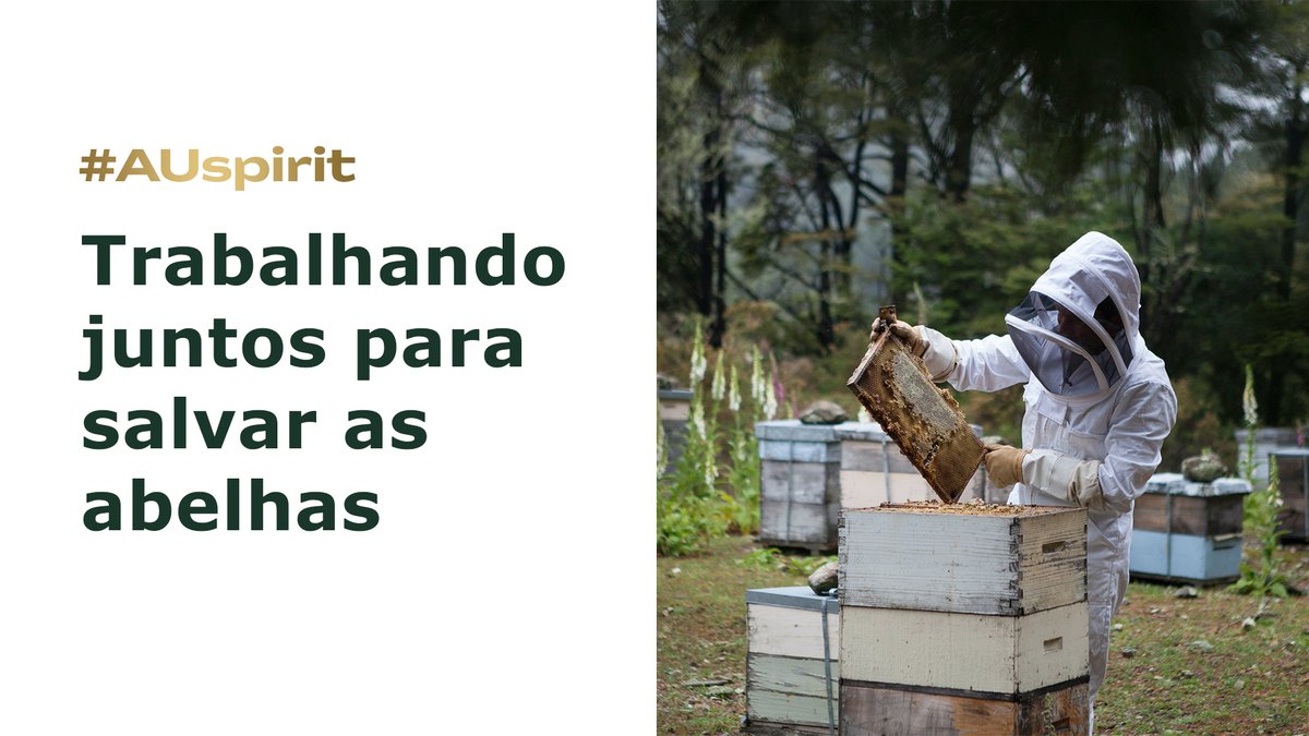 EmbAusBrasil's tweet photo. O declínio da população de abelhas fez com que pesquisadores brasileiros se unissem à organização de ciência mais importante da Austrália, a @CSIRO, para rastrear as abelhas em ambos os países. #AUspirit 
https://t.co/dOAbyuBTjl https://t.co/23AFcLmF7P