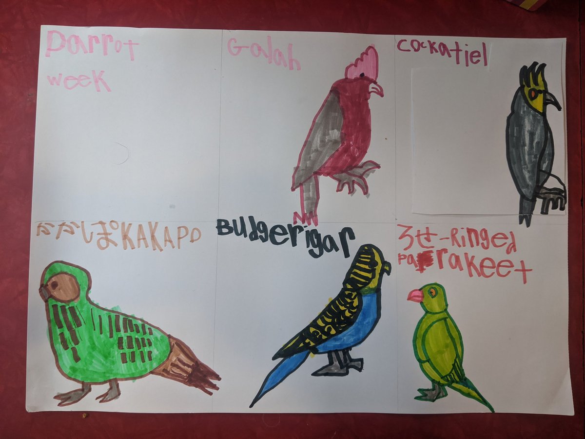 Parrot Week this week. (His older brother has been teaching him Japanese, so he's begun sneaking some, I think, phonetic spellings in)