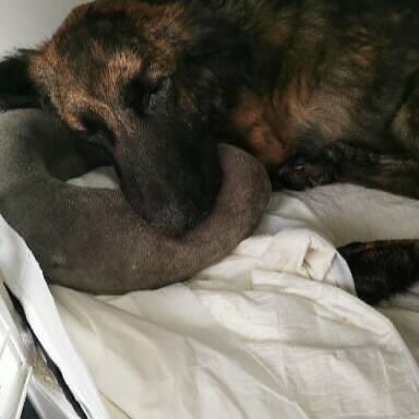 Olive is hanging in there, her will to live is unbelievable but she still needs you. Only £939 needed now to reach her goal. Will you help this poor creature who has done nothing but suffer all her life? Please she cannot fight without you, she needs you donorbox.org/olive