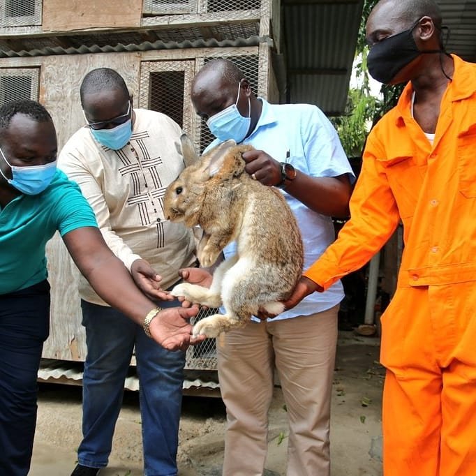 SDY_Ke's tweet photo. Miligan Rabbit Farm, Bamburi ni biashara ya kibinafsi ambayo inajusisha na ukulima wa sungura na kwa sasa ina mkopo wa laki 5 kutoka @YouthFund_Ke 
@Jkorir_Youth @bensonmuthendi @VMwongera @rochieng @MoICTKenya https://t.co/HocIL6DWkd