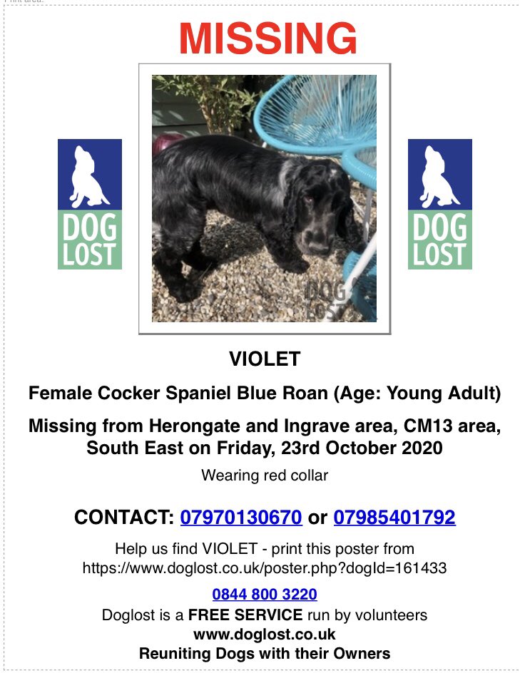 rosieDoc2's tweet photo. VIOLET missing #Herongate &amp; #Ingrave area #CM13 SOUTH EAST 23/10/20 
Female/young adult #CockerSpaniel blue roan tagged/chipped&amp;spayed 
Wearing red collar 

https://t.co/5DNQ6HVlnh

@bs2510 @gelert01 @linda_kinnon @SheridanAlcock @MissingPetsGB @HunnyJax @AlanDaffern @RachaelB100 https://t.co/yQLtzpNnNE