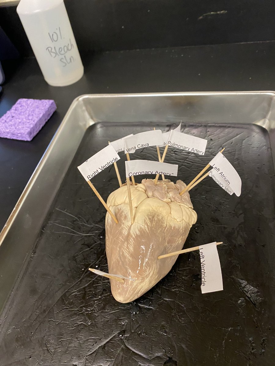 BiomedSci_JCHS's tweet photo. Level 1s did a great job dissecting the sheep heart this week. Labeling structures and tracing the pathway of blood like experts. I’m thankful to teach some awesome kids. #jchslife #PLTW #RSS_CTE https://t.co/MEaqjLsrtL