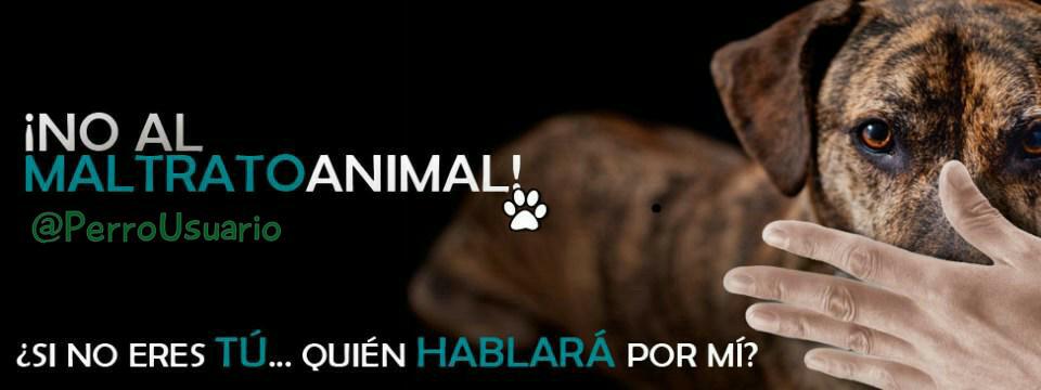 joseanchustegui's tweet photo. #NoAlMaltratoAnimal. 
Confió en que hablarás por mi
@maitebastidash 
@jdguzman77 https://t.co/tN5oTeGzMg