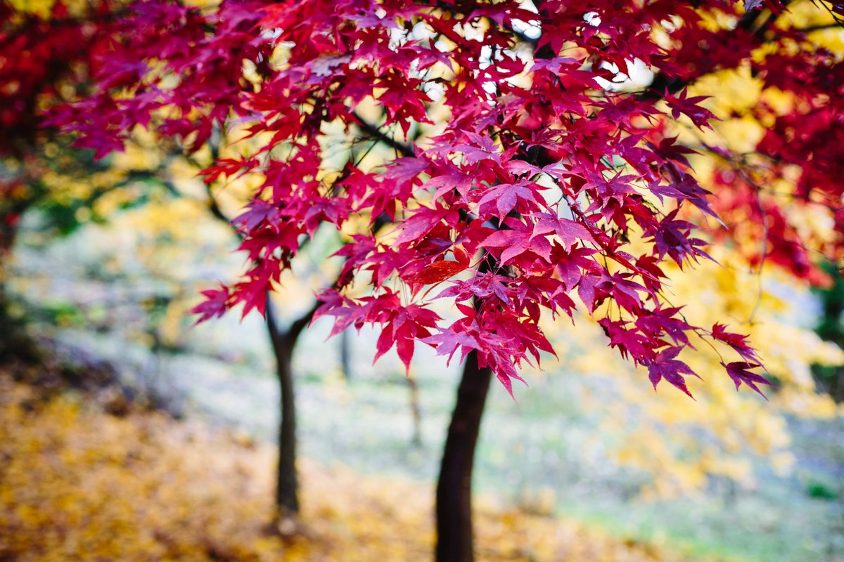 gardendoctors's tweet photo. Autumn in the garden and planning for spring - https://t.co/eqibUagGY8 https://t.co/AAj5nCFQZE