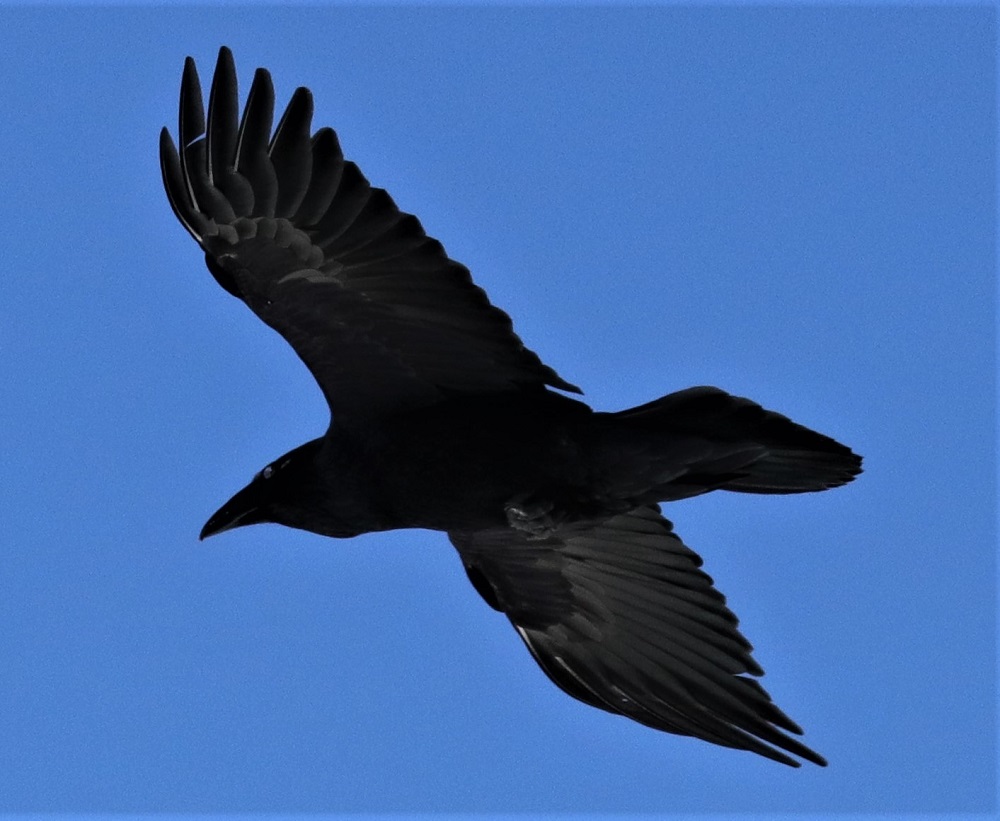 This Common Raven was spotted at @Algonquin_PP by andreakingsley.
Did you know a group of ravens is called an unkindness? https://t.co/JRZ48UeQpz
#SpottedOniNaturalist https://t.co/t0ND2zbjme