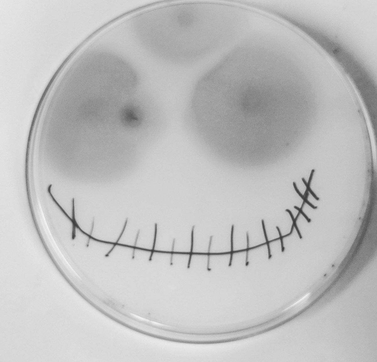 When a contaminated plate reminds you that it is almost Halloween #streakingXanthomonas  #ydc