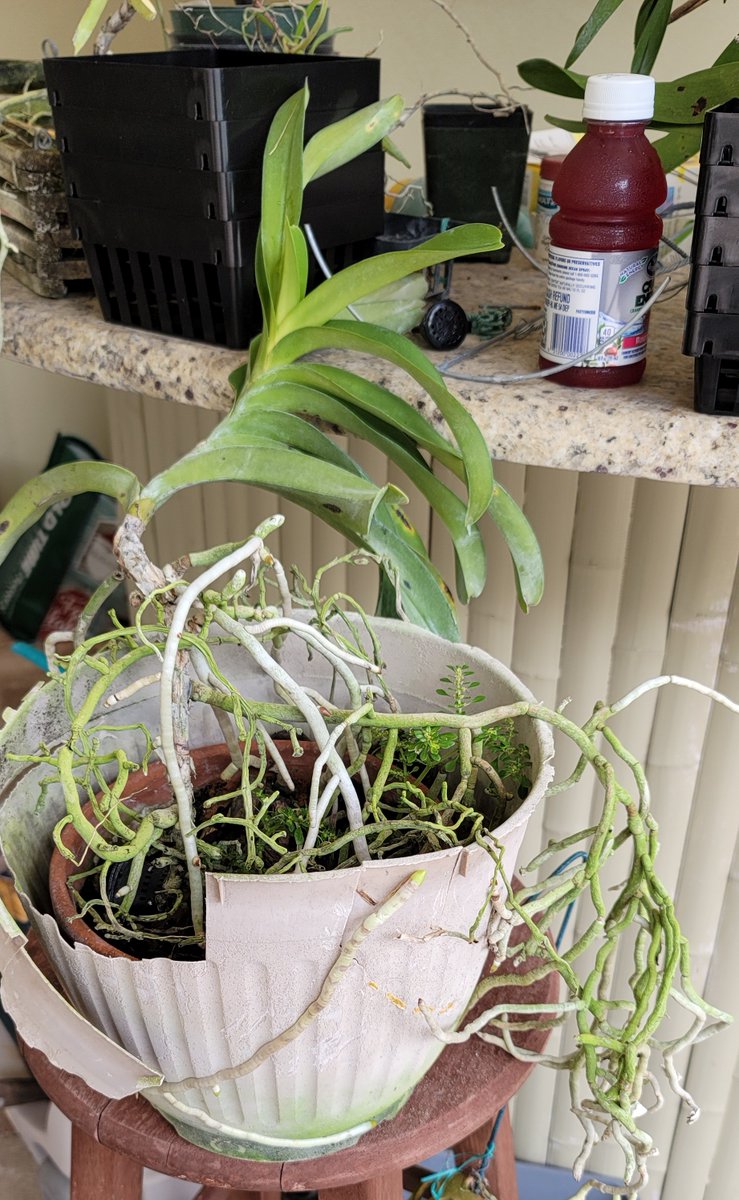 ConnieYurkus's tweet image. Moving plants always brings lots of laughs. These two are thriving like crazy while their pots disintegrated. Orchids can be very hardy when they want to be. #orchids #OrchidExerciseProgram #Vanda