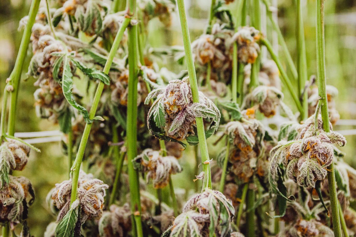 HighLifeFarmsMI's tweet photo. We're just going to let this hang here a while and let you enjoy the start of your weekend. 🌱 💜 #highlifefarmsmi #highlifefarms #cannabis #mmmp #michigangrown https://t.co/sfJOvoDEIm