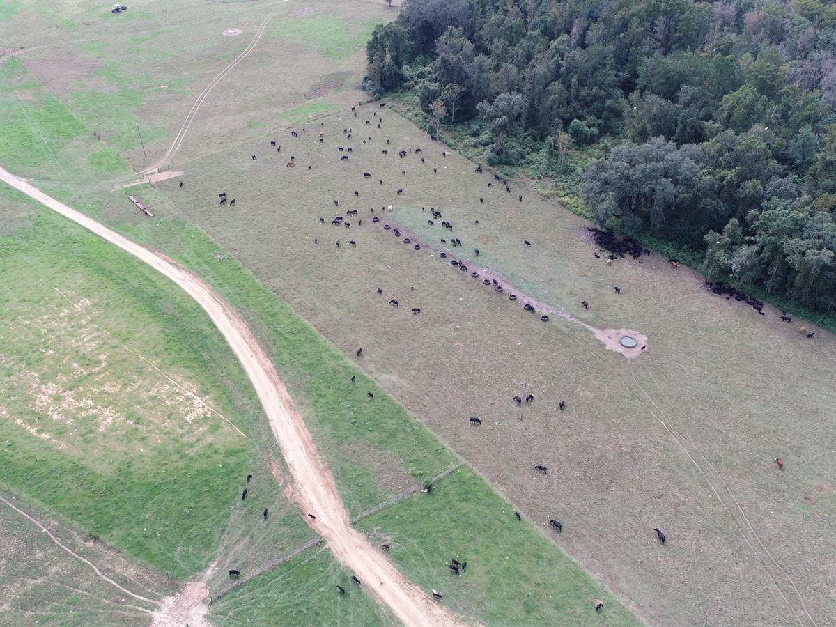 LANDFLIP's tweet photo. This 450 +/- acre working cattle ranch in Madison Co., FL, has been producing high quality cattle for over 30 yrs. There’s a 4BR/2BA home and an abundance of wildlife. Learn more on the #LANDFLIP BLOG. Offered by Gary Silvernell w/ Southeastern Land Group. https://t.co/8HUIso4ic3 https://t.co/6jEgkfb7kY