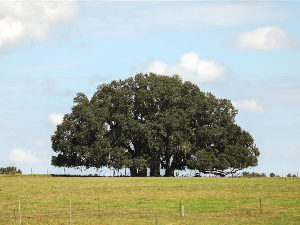LANDFLIP's tweet photo. This 450 +/- acre working cattle ranch in Madison Co., FL, has been producing high quality cattle for over 30 yrs. There’s a 4BR/2BA home and an abundance of wildlife. Learn more on the #LANDFLIP BLOG. Offered by Gary Silvernell w/ Southeastern Land Group. https://t.co/8HUIso4ic3 https://t.co/6jEgkfb7kY
