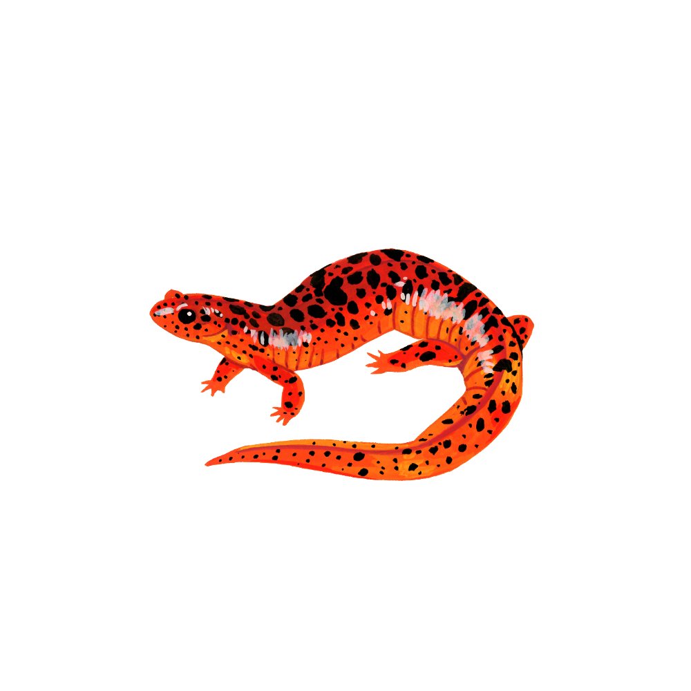 red salamander (pseudotriton ruber) for #WildOctoberArt prompt Stranger Than Fiction
