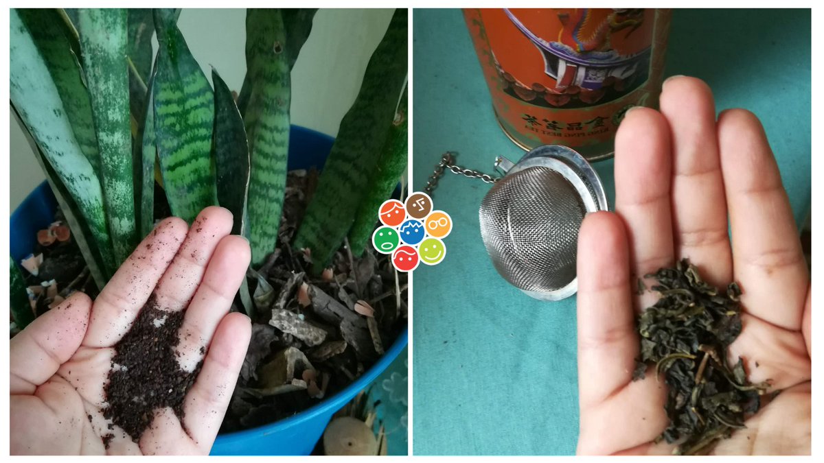 LetsDoItSV's tweet photo. A nosotros/as se nos hace difícil elegir, tomamos de ambos y lo que usamos en un tea infuser, comprando té suelto... y el "chingaste de café" lo usamos de abono. #1MillónDeAcciones #AtréveteyActúa #PrayForHumanKind https://t.co/H3nejsvQqi