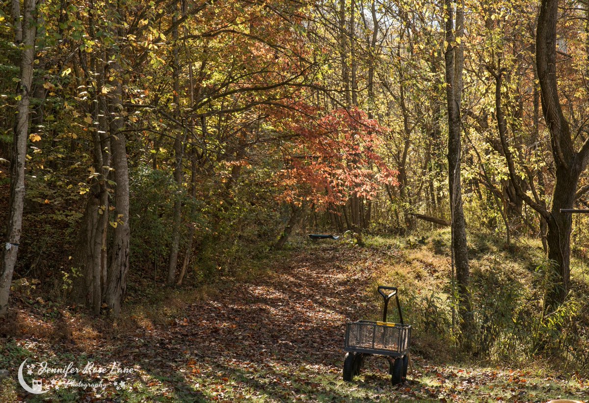 Jens_Starry_Sky's tweet photo. Too warm for me to be October, but it sure is pretty out there. This is out at the edge of my yard ππππ§‘ #Fall #Autumn #TooWarm #IndianSummer #nature #weather #ALittleColor #LoganCountyWV #WV #FallinWV #almostheaven #WestVirginia https://t.co/82SMH2dVZu