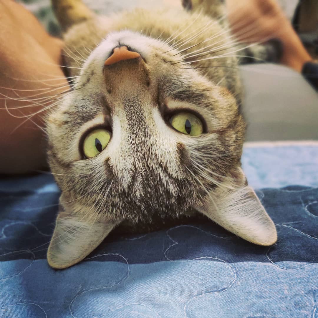 The_CatTOM's tweet photo. Upside down 😜😁😺🤗😍😘 https://t.co/Kwk9vZEbEN