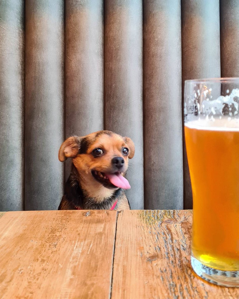 TechnicallyRon's tweet photo. Took Doug to the pub for the first time today and managed to take my favourite series of photos ever. https://t.co/UeT7wAvYih