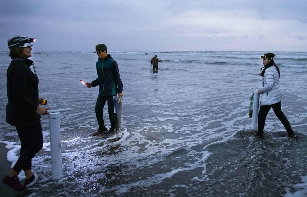 TheDailyNailon's tweet photo. #FISHRAP: Return of The Blob
— Clam digs cancelled due to domoic acid
— That's bad news for ocean fish, too
— Lower Columbia salmon quiet, Kalama fishing OK
— Deer & birds keep a low profile
https://t.co/hAGhO2p0Jt #outdoors #reeltalk #huntwa #razorclams
Photo by @courtneytalak https://t.co/cucJFgD9mV