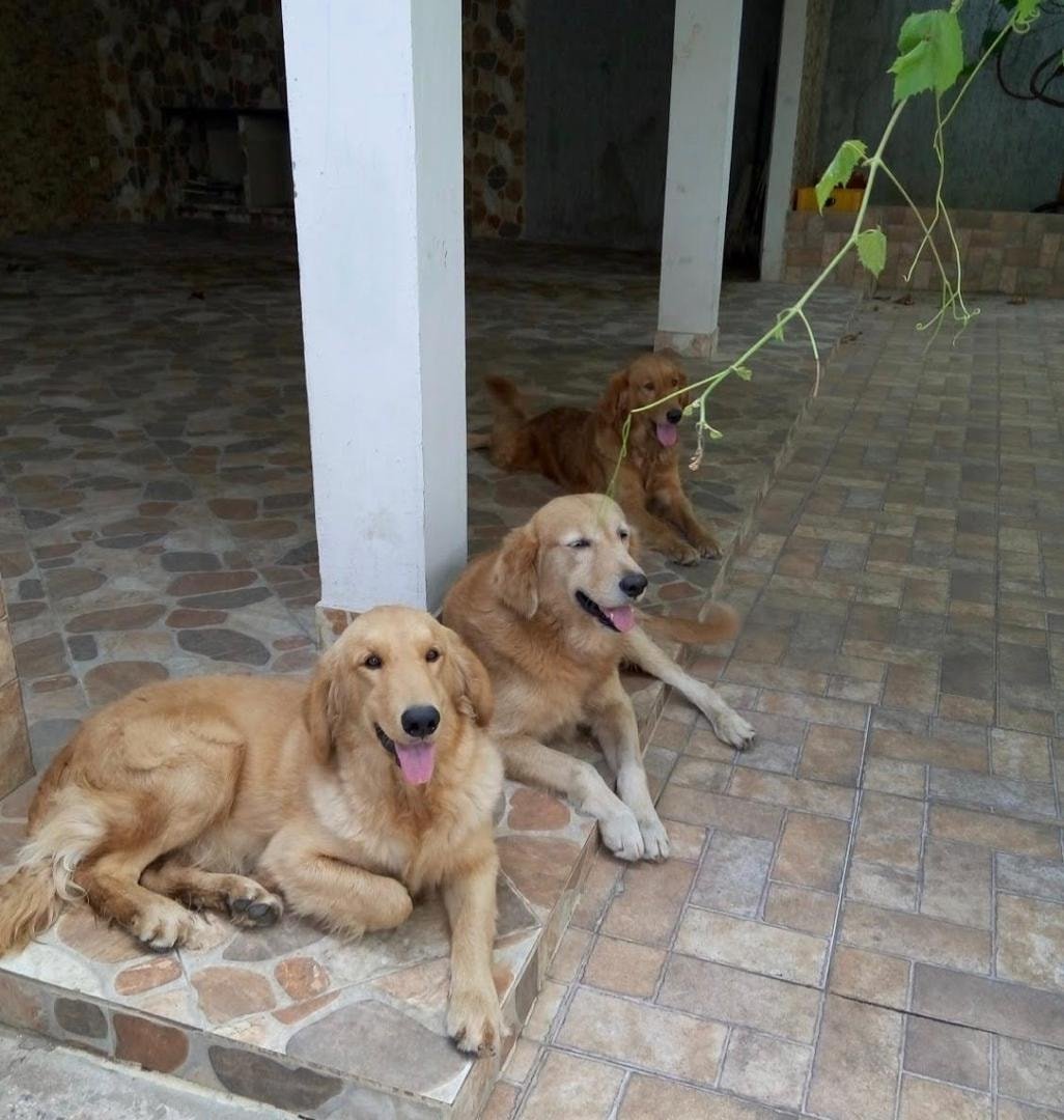 PerroUsuario's tweet photo. Reporta @irlysosa: Varios Golden en adopción, se encuentran en Cumaná, lo están dando en adopción porque ya no lo pueden sostener, el sr está dispuesto a trasladarlos, 04141383352 Isabel https://t.co/UtbKvO9t5i