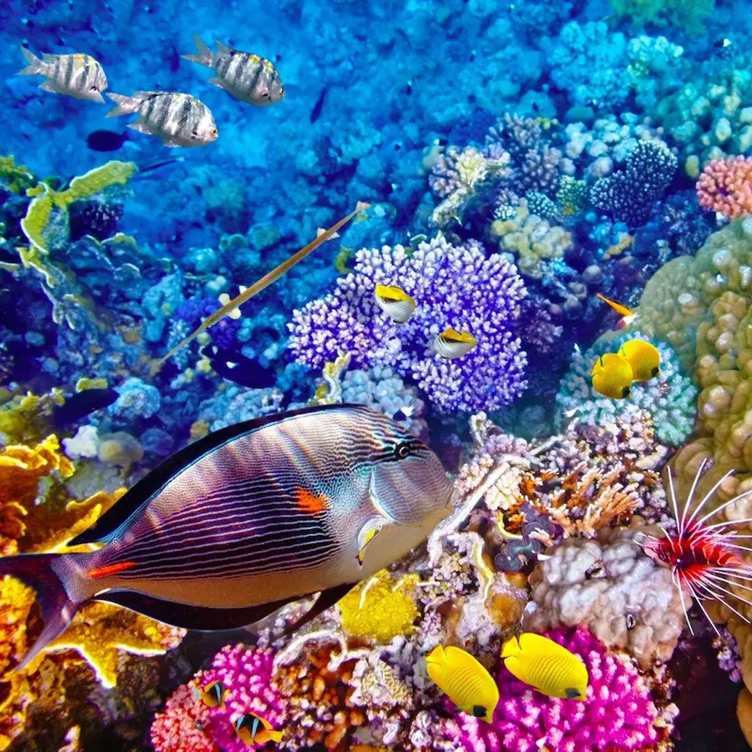 ExpectCruises's tweet photo. 🐨🇦🇺 𝗚𝗥𝗘𝗔��� 𝗕𝗔𝗥𝗥𝗜𝗘𝗥 𝗥𝗘𝗘𝗙 𝗖𝗥𝗨𝗜𝗦𝗘 𝟮𝟬𝟮𝟮 🐠😍 26th March 2022 on the beautiful Celebrity Eclipse 🚢 With a drinks package included! 🍹 Sydney roundtrip, from £1389PP. Call now for more info on 01202 544876 ☎️ https://t.co/b63TaxgEWU