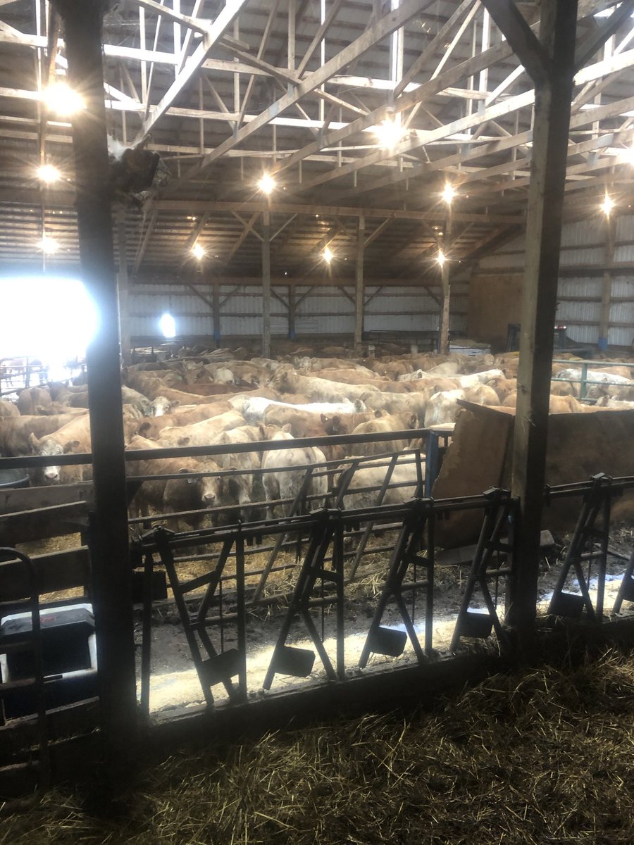 Scott Kuhl (@scott_kuhl) on Twitter photo Some of Ontario’s best Char calves are coming to #KLM for calforama sales. <a href="/KHofstrand/">Karen&Tony Hofstrand</a> <a href="/JohnMielhausen/">John Mielhausen</a> <a href="/ChesterTupling/">Chester</a> <a href="/db4saunders/">Darrell Saunders</a> <a href="/BeefFarmersON/">Beef Farmers of Ontario</a> <a href="/GraceKuhl/">.</a> Some of Ontario’s best Char calves are coming to #KLM for calforama sales. <a href="/KHofstrand/">Karen&Tony Hofstrand</a> <a href="/JohnMielhausen/">John Mielhausen</a> <a href="/ChesterTupling/">Chester</a> <a href="/db4saunders/">Darrell Saunders</a> <a href="/BeefFarmersON/">Beef Farmers of Ontario</a> <a href="/GraceKuhl/">.</a>