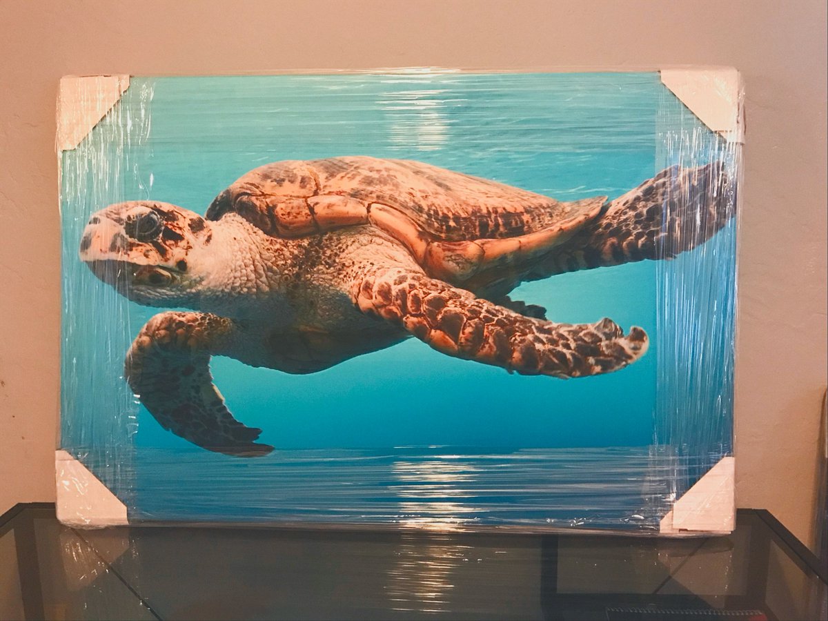 This good looking fellow is available on stretched canvass, 24x36, ready to be hung for $100. For details DM me. #turtle https://t.co/zjcgK3PRkm