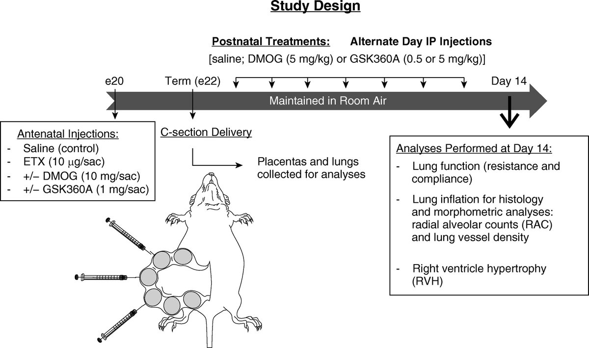Ats Blue Journal Perinatal Hypoxia Inducible Factor Stabilization Preserves Lung Alveolar And Vascular Growth In Experimental Bronchopulmonary Dysplasia T Co W9yxspqyuo T Co 1dshf07mvz