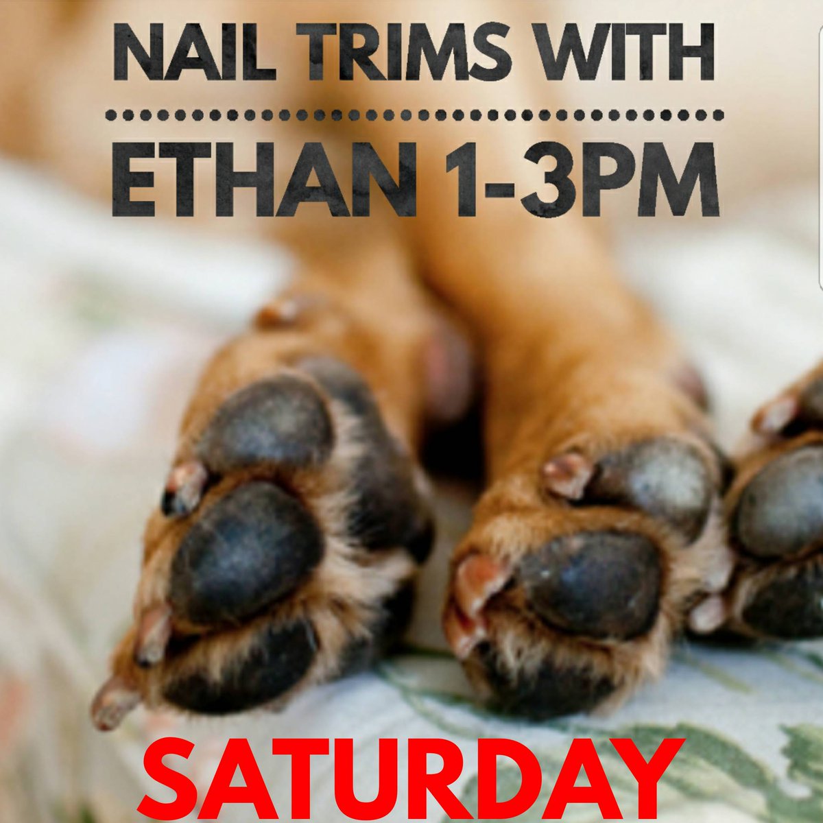 buschpetproduct's tweet photo. Nail trim and glands are only $10 each per pet!
#buschpet #saturday #ethan #nailtrims #manipedi #pedicure #pawticure #soaday #tootsies #toes #feet #dogs #cats #dogsofig #catsofig #dogsofinstagram #catsofinstagram #instadog #instacat #southeastmissouri #jacksonmo #capegirardeau https://t.co/yB83BtG52E