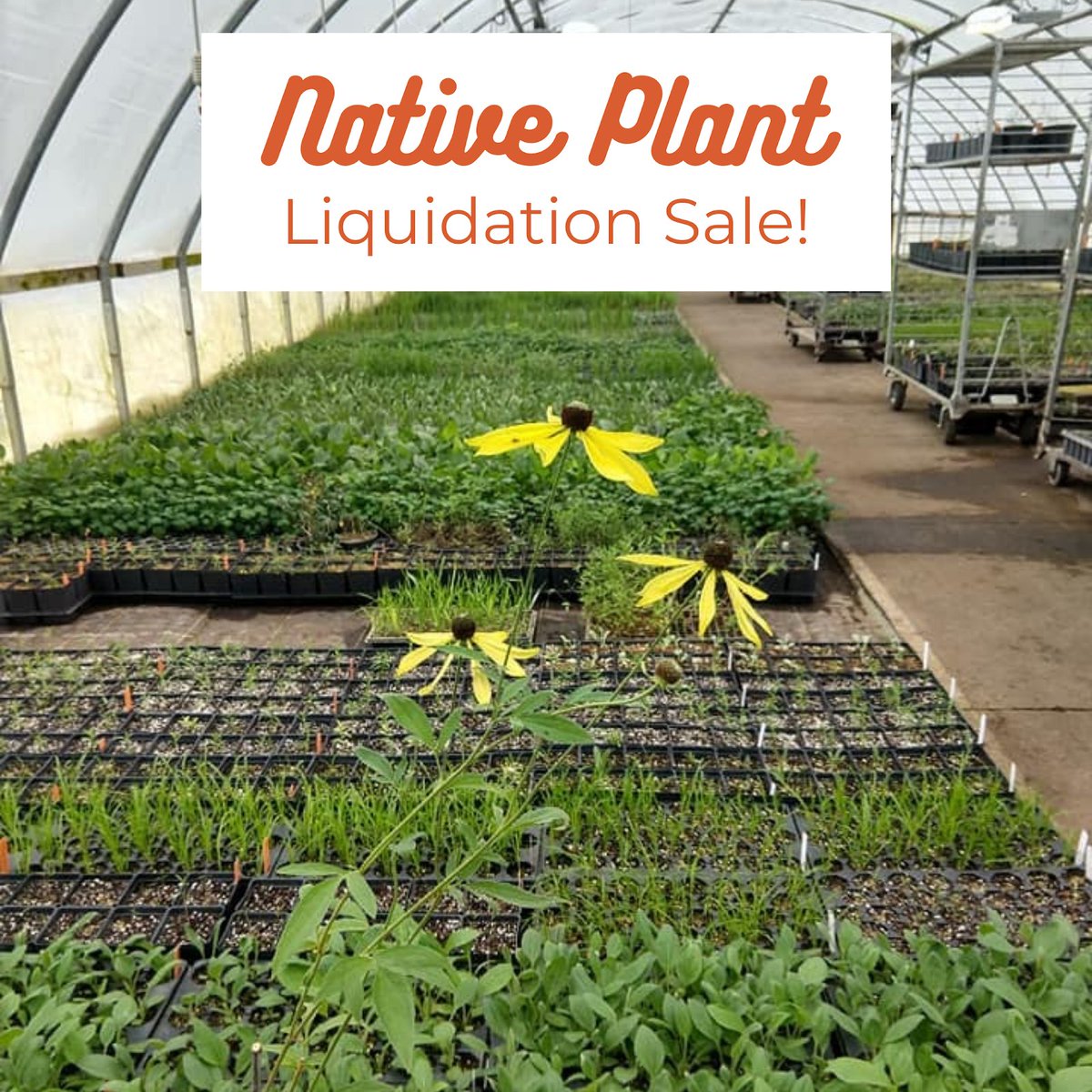PureAirNatives's tweet photo. Don’t miss our Native Plant Liquidation Sale! 🌱
Below is a list of species on sale for liquidation. Give us a call at (636) 357-6433 to schedule your time to view our stock at our Wentzville location: 2101 Ebert Lane, Wentzville, MO 63385. Delivery to STL can also be available. https://t.co/G7qrmcYKjz