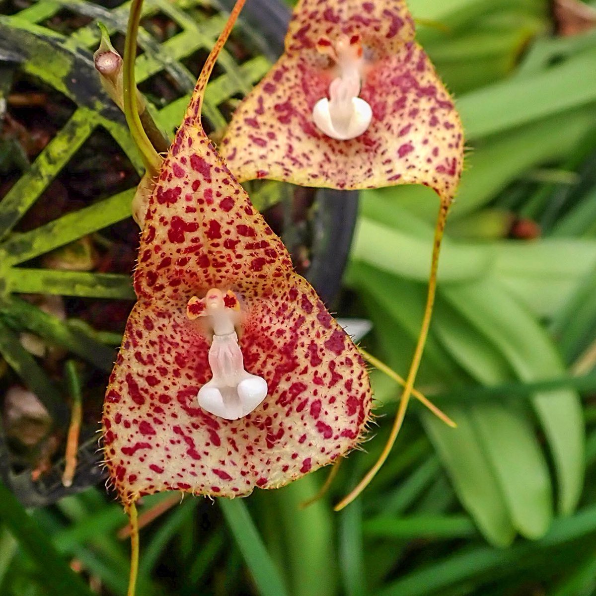 GroRaOrchideen's tweet photo. Dracula vespertilio 🧛🏻‍♂️🌸❤️
.
.
.
.
.
.
#grossraeschenerorchideen #orchids #orchideen #dracula #orchidlove #orchidlover https://t.co/iX3cjNX6Vw