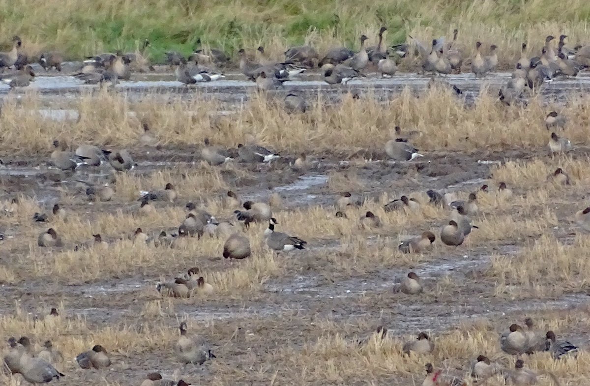 Here are a couple of pictures from John Nadin of the Richardson’s cackling goose at Bandeath, Throsk this morning. Note that walking beyond the gate is likely to flush the geese.