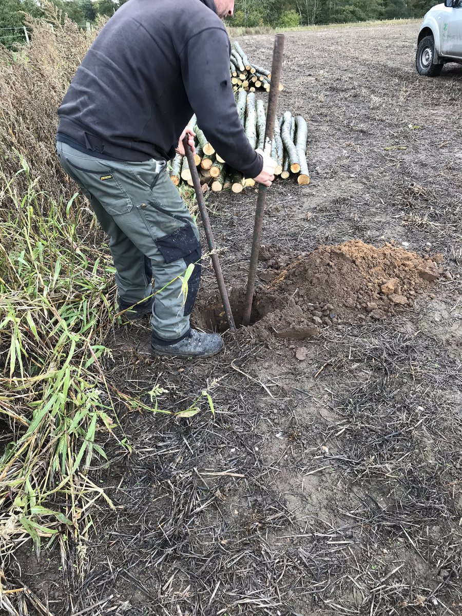 MidhurstFlowers's tweet photo. Productive day with the husband... first fence posts in, down to 4’ deep. Lots of digging, soo many worms in topsoil 👍❤️, lovely sandy subsoil. Next step... digging the beds 😁🧤#flowerfarm #flowerfarming #worms #midhurst #midhurstflowerfarm https://t.co/zuz92ZHmoQ
